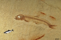 Leptolepides sprattiformis